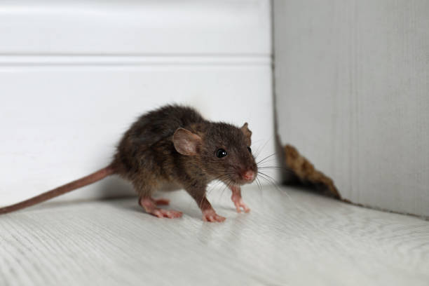 pest-control-8.jpg