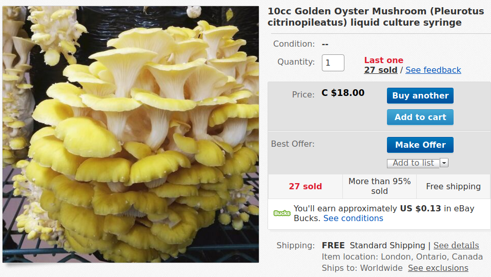 golden-oyster.png