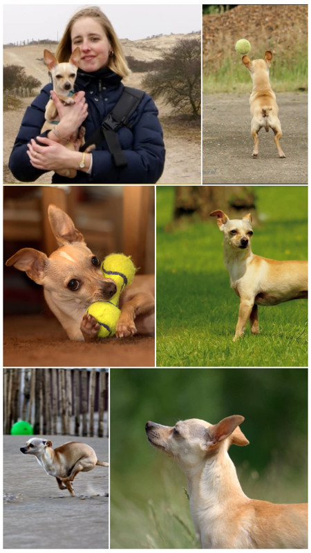 Afbeelding