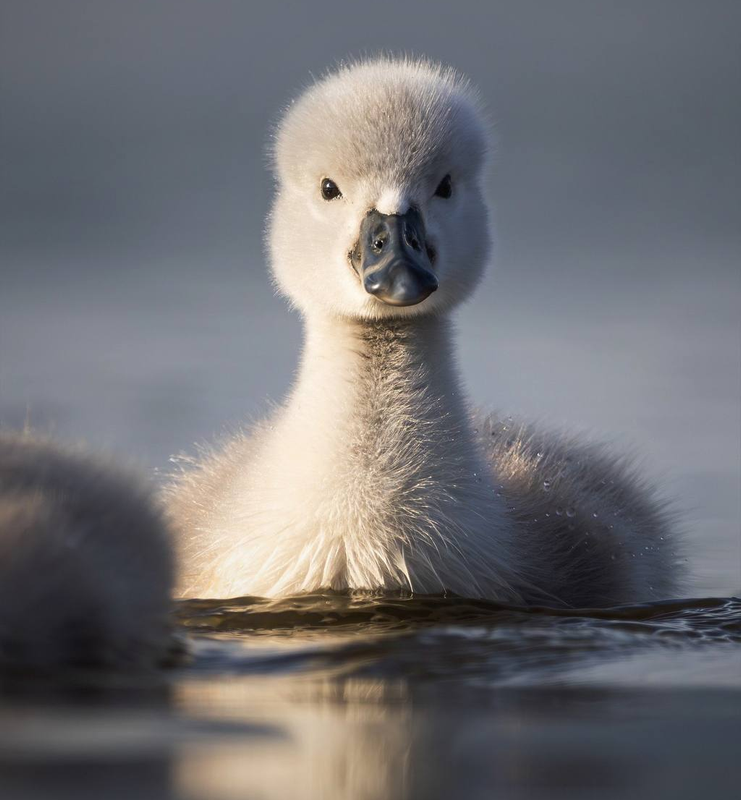 photoeditorsdk-export (2)