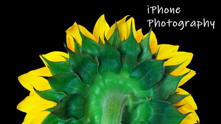 iPhone Photography:  Use your iPhone Camera to its Full Potential!