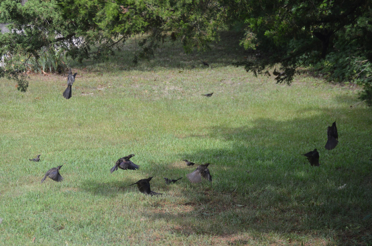 2021-8-13 Grackles (13)