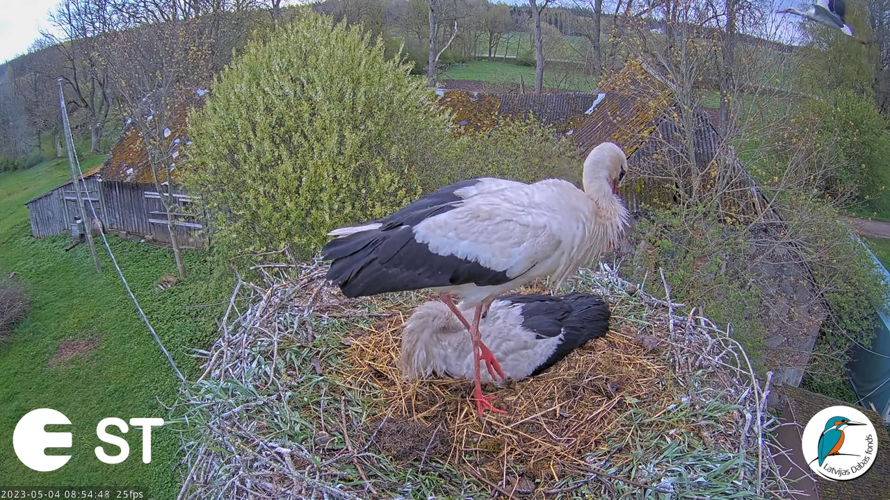 Baltie stārķi (Ciconia ciconia) Tukuma novadā - LDF tiešraide __ White storks in Tukums, Latvia 10-6