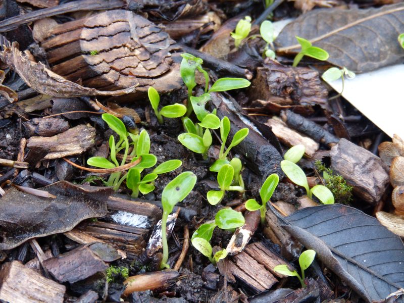 2015-01-17 Sämlinge