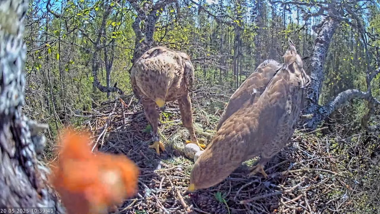 Väike-konnakotkas __ Clanga pomarina __ Lesser Spotted Eagle 14-49-35 screenshot