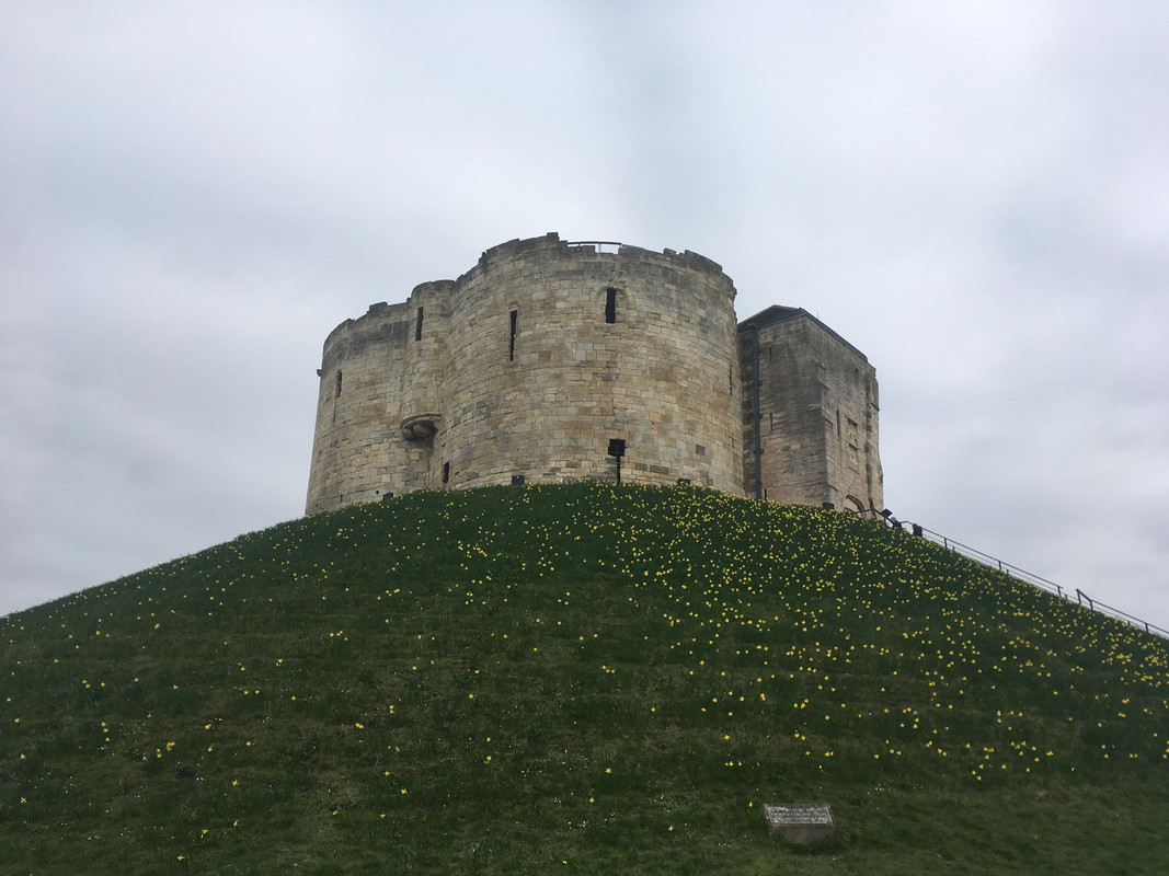 image_york_daffodils