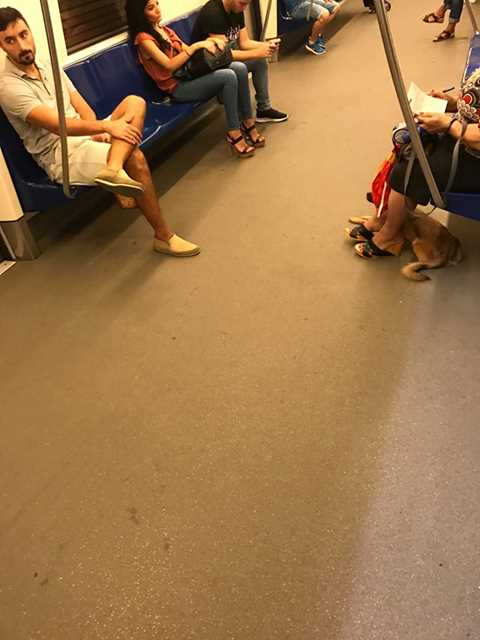 52977063_382036022615503_2784487199905677312_n_382036019282170