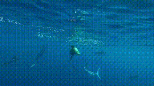 sea-life-gifs-8.gif