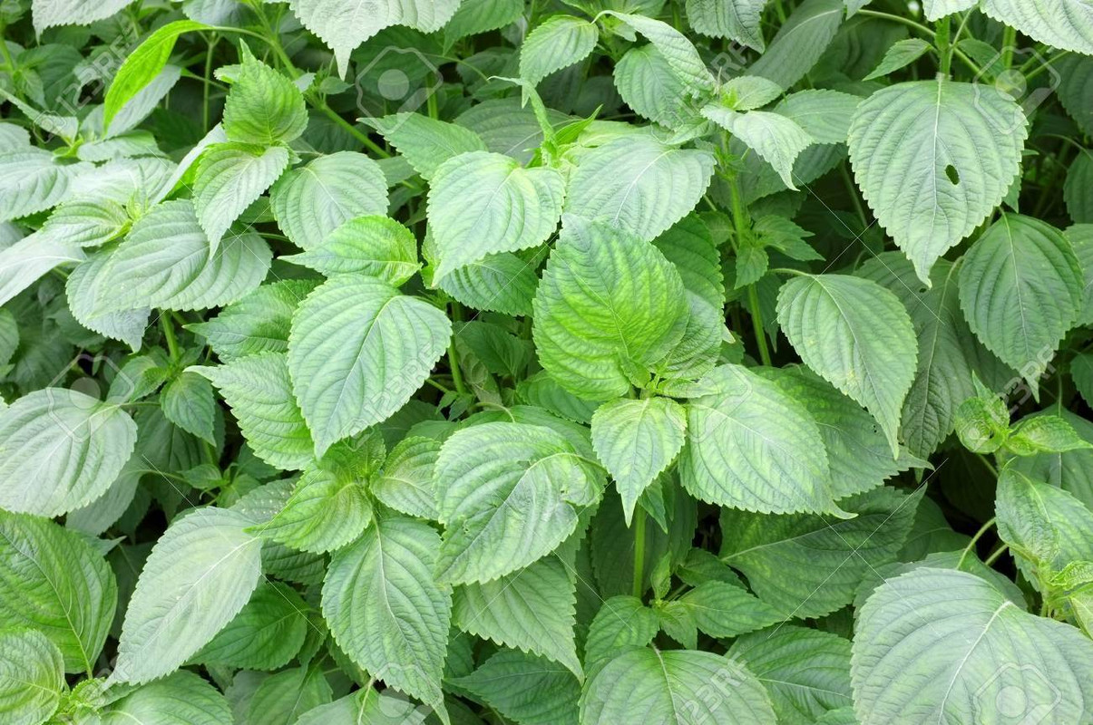 [Image: 74961021-perilla-leaves-korean-sesame-plant.jpg]