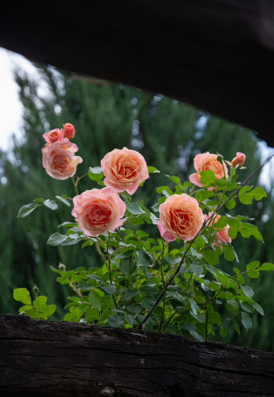 IMG-67cbefdaa212e8a7df446e6ff4aed86c-V