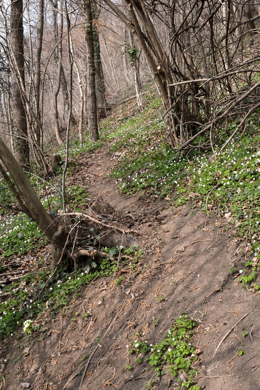 Nikon D700_15mar2022_03 (852x1280)