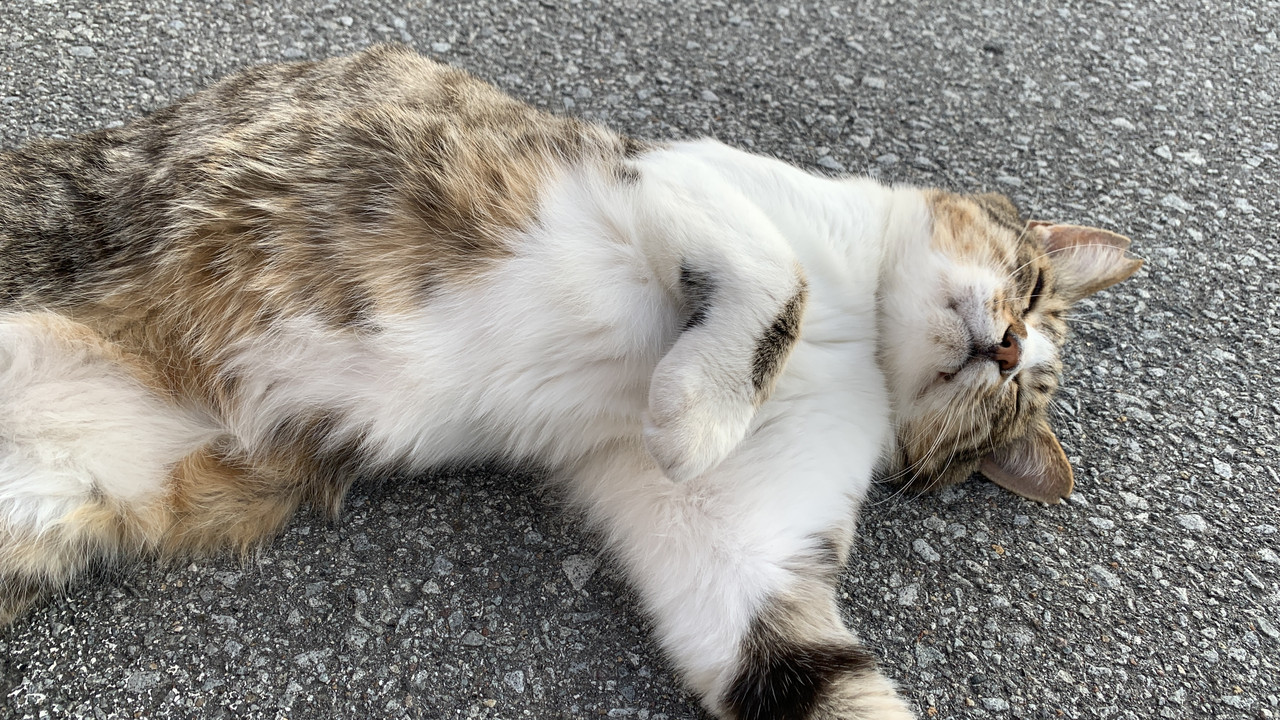 Hanashiro, Our Rescue Cat|From a Visiting Cat to a Beloved Member of the Family
保護猫ハナシロとの出会い|事務所から我が家へやってきた甘えん坊