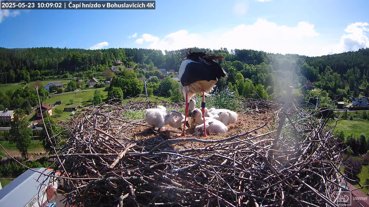 Živě z čapího komína firmy KARA v Bohuslavicích u Trutnova 7-32-37 screenshot