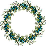 Peacock-Dreams-MM-Element-60