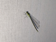 PXL-20250512-190512212