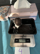 Afbeelding van WhatsApp op 2024-06-24 om 20.38.17_7f61c7e1