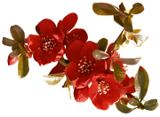 Blossom-Elements-63