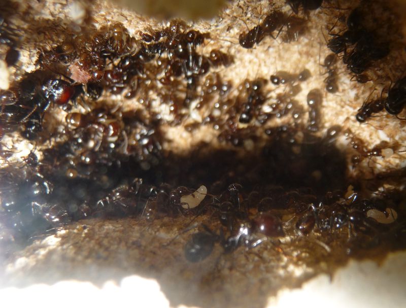 1503-Messor-nest2.jpg