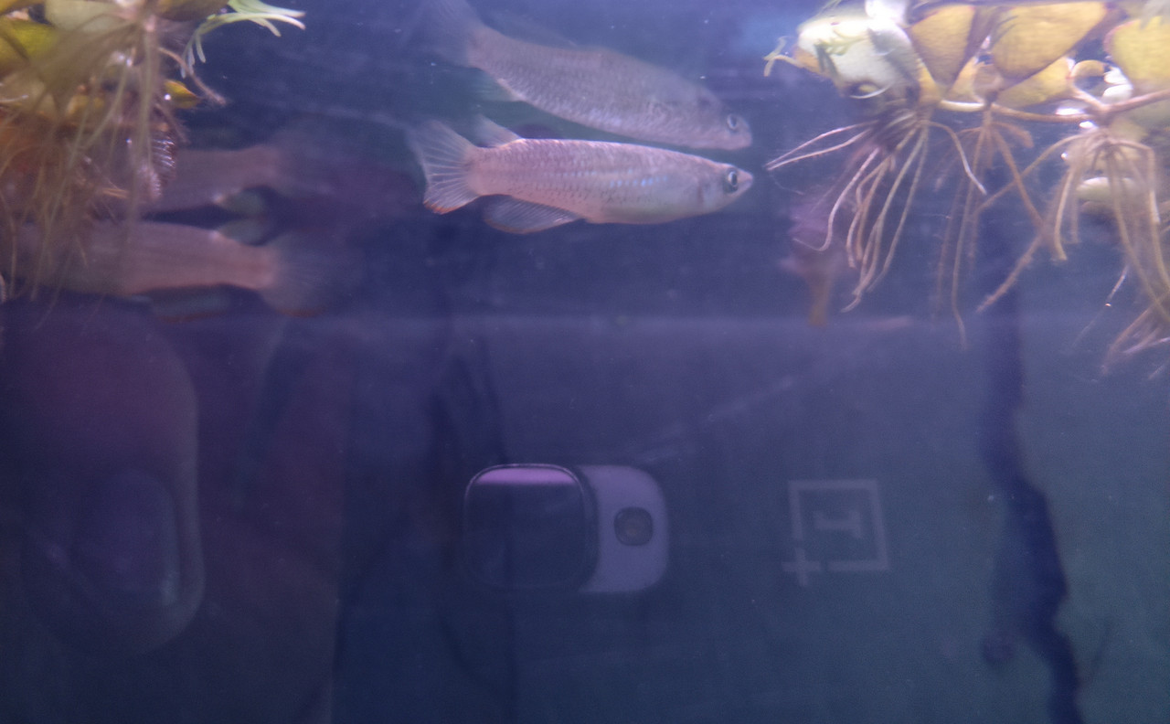 IMG_20180525_155657_01