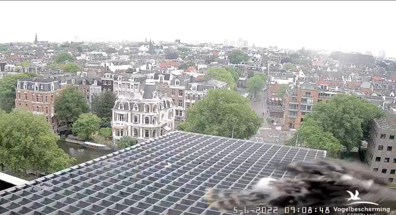 Amsterdam/Rijksmuseum screenshots © Beleef de Lente/Vogelbescherming Nederland - Pagina 18 Video-2022-06-05-091011-Moment-5
