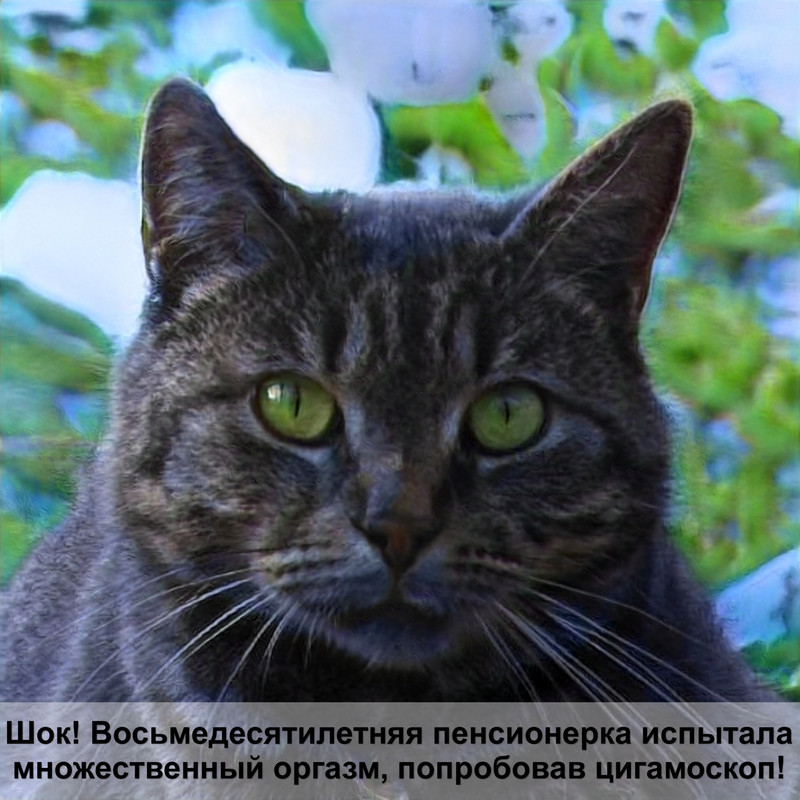 переливание крови у кошек