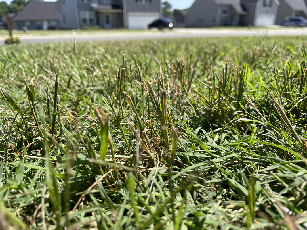 Straw looking grass or weed? Lawn Care Forum