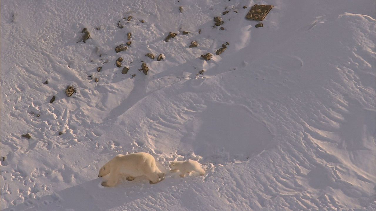 Planet Earth S01E06 Ice Worlds.mkv_snapshot_24.56_[2018.03.01_22