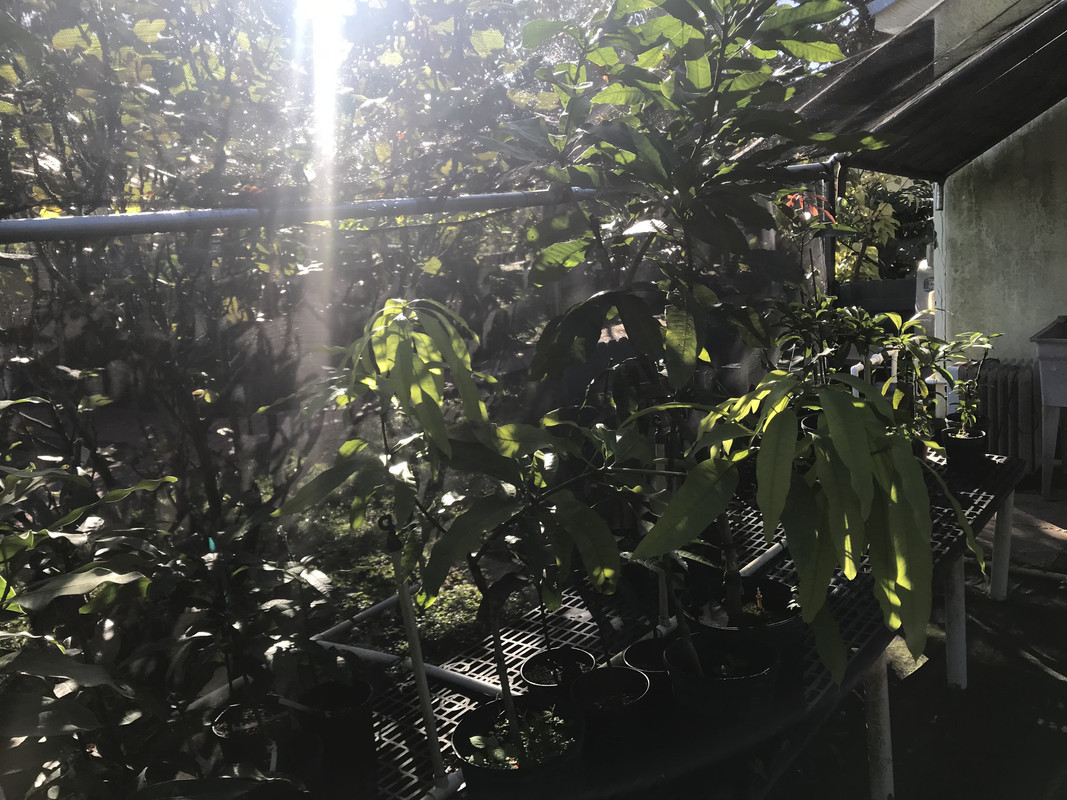 FFMangoes9