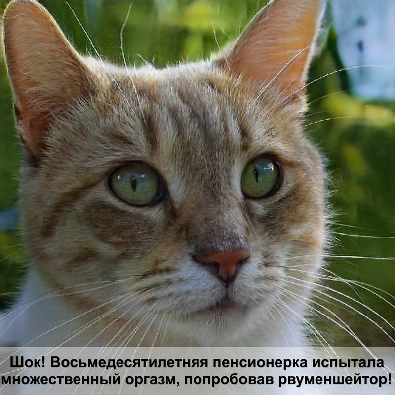 шотландская вислоухая окрас циннамон