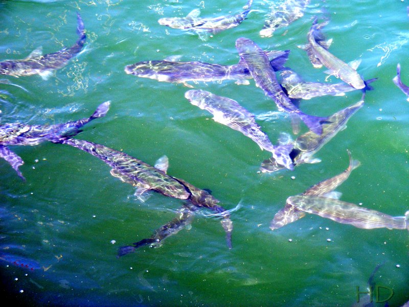 Fish-grey-mullet.jpg