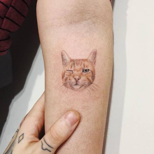 Cats-28