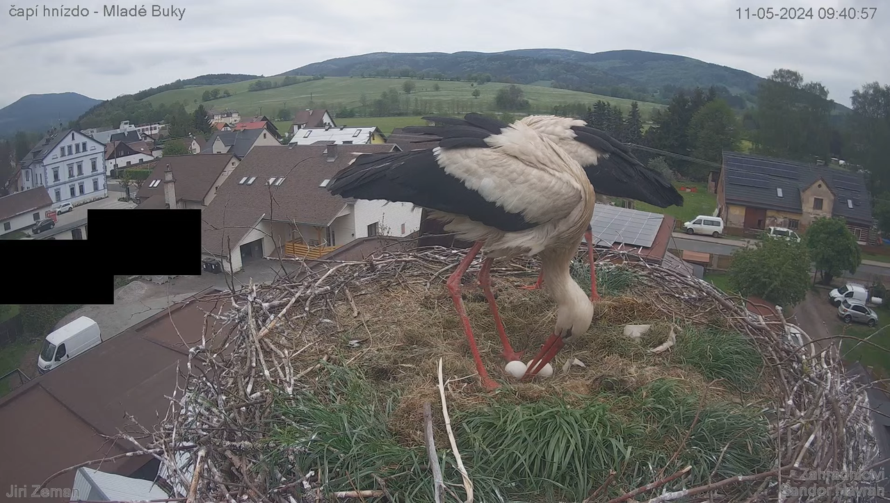 Tiešraides kamera — Mladé Buky — stārķa ligzda 9-6-55 screenshot