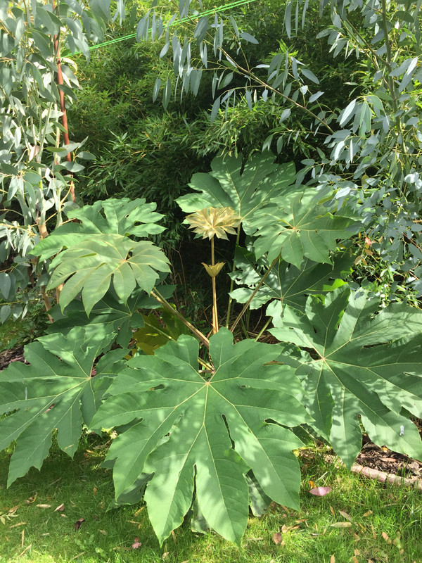 Tetrapanax papyrifer " Rex " - aralia papírodárná 71683790-526895214550762-4620282558679089152-n