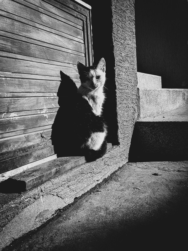 Slika
