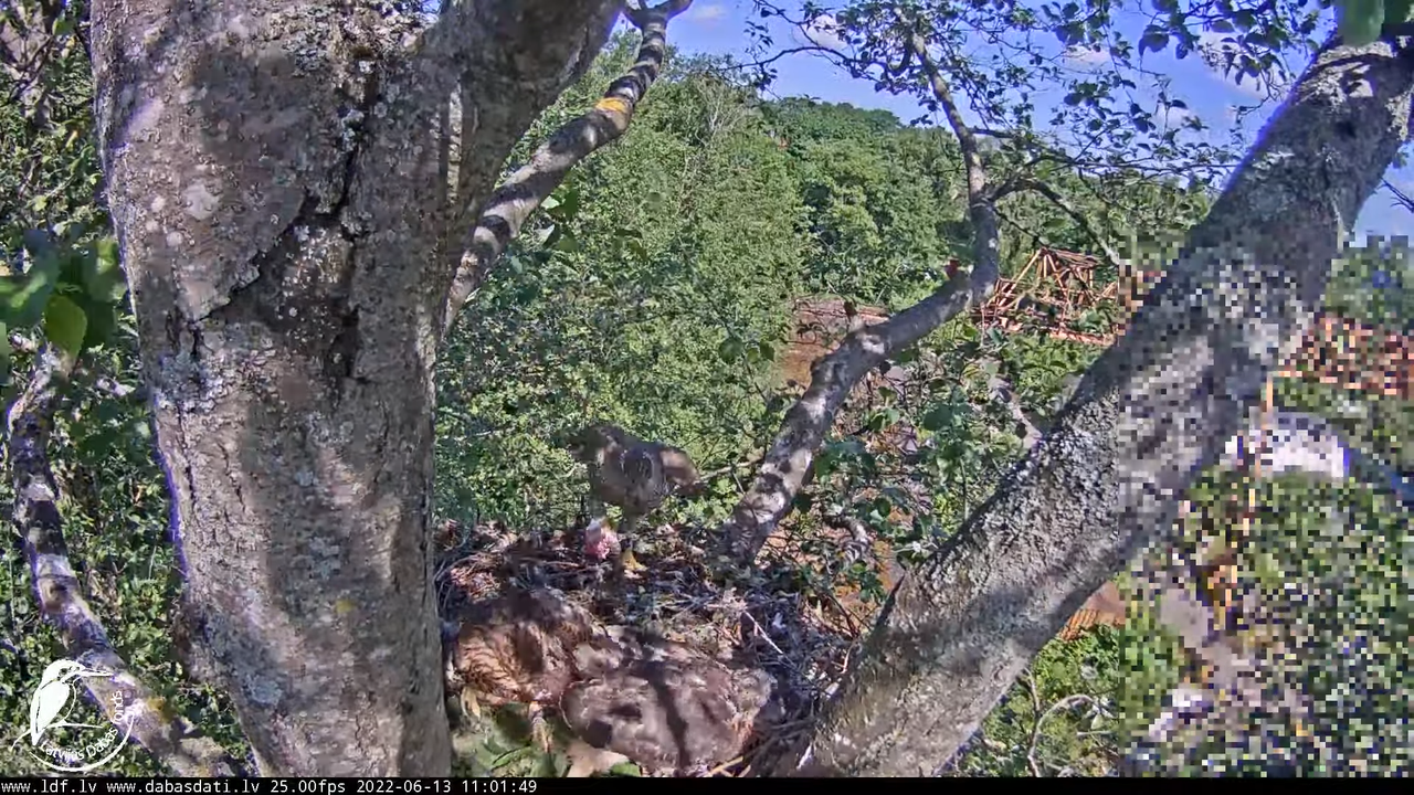 Vistu vanags (Accipiter gentilis) Rīgā - LDF tiešraide __ Goshawks, Riga, Latvia 5-5-24 screenshot