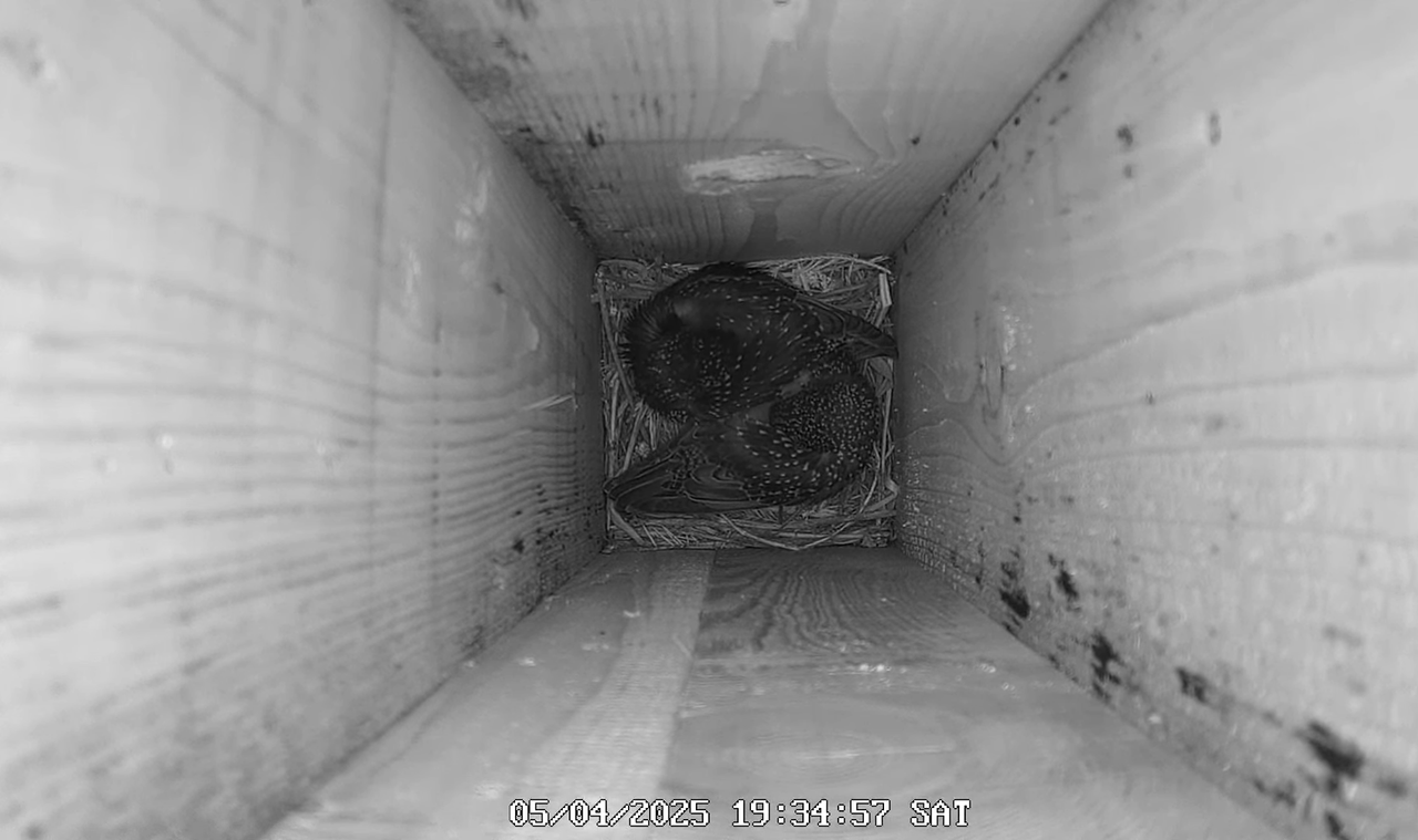 (8) Mājas strazds 2025 Tiešraide - YouTube - 426_31