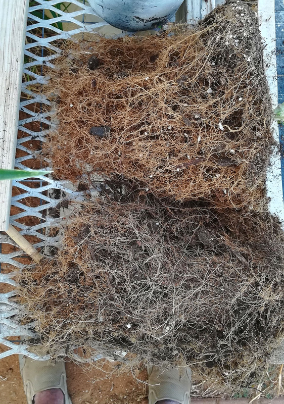 RootMakervs3gal