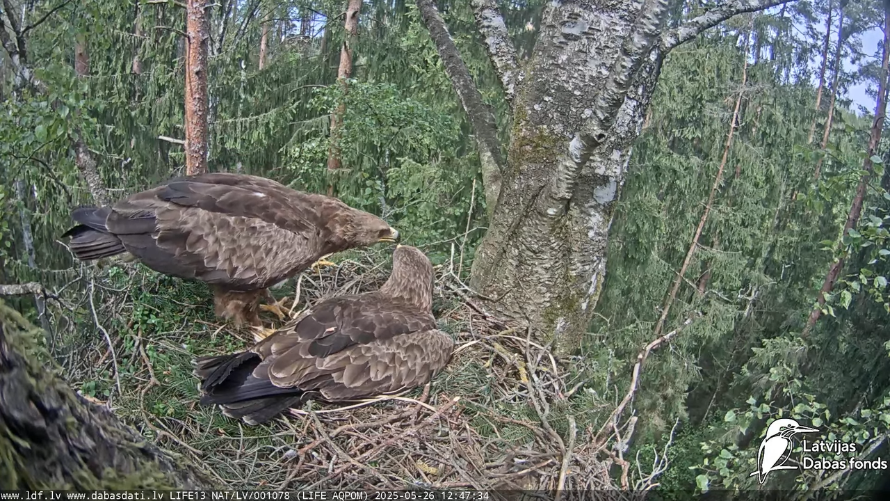 Mazais ērglis (Clanga pomarina), ligzda bērzā 16-16-54 screenshot
