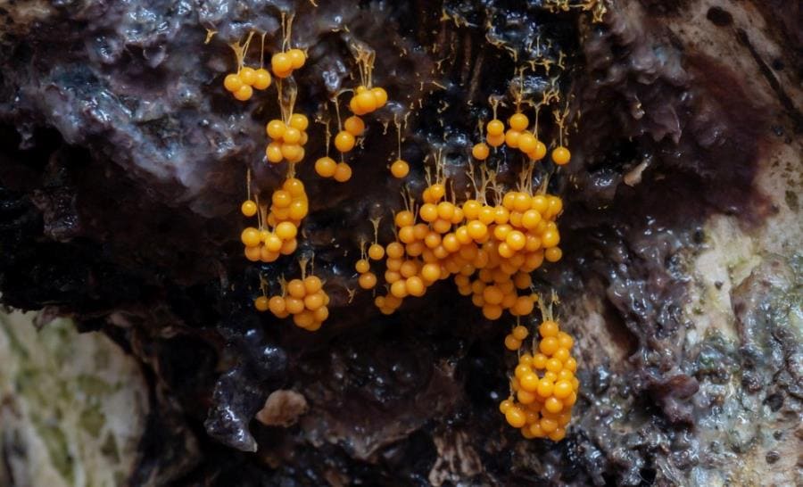 Интересные факты о Badhamia utricularis - грибе, который умеет думать Интересные факты о Badhamia utricularis - грибе, который умеет думать