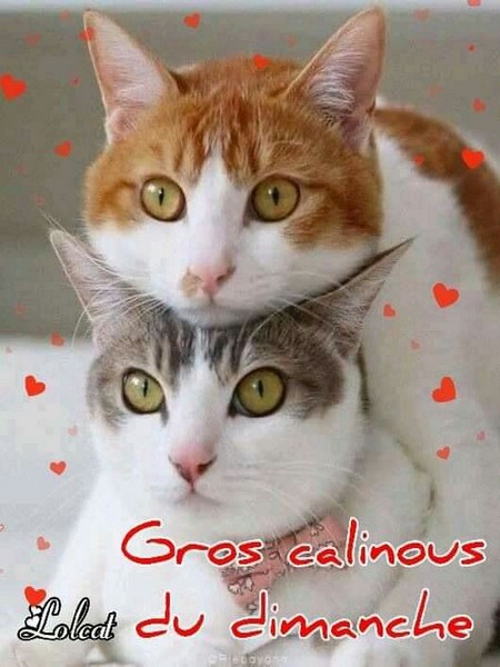 chats