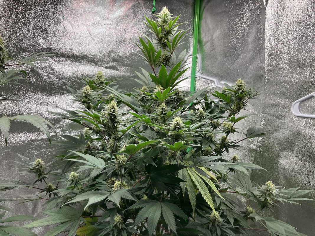 98DE571C-1DDB-4552-AC0B-1FEEB58343E9