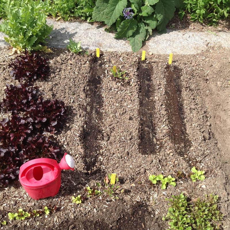 Kinderbeet nachgesät 14. Mai 2015 (1)