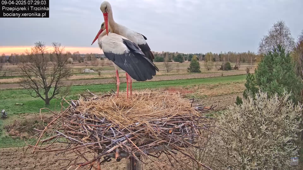 09042025bociany_38