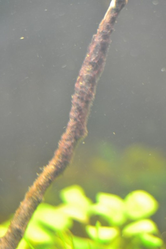 20140906_covatascalari ram (14)