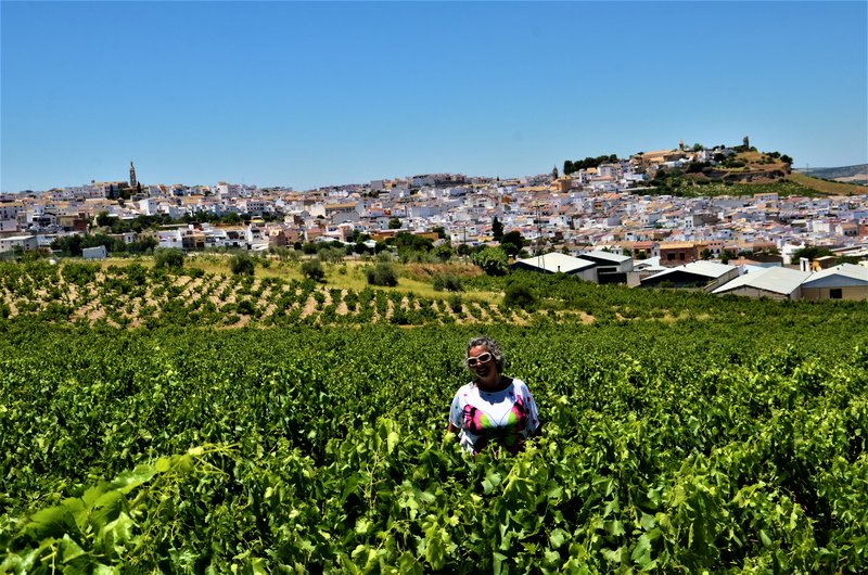 Córdoba y sus pueblos-2017/2020 - Blogs de España - AGUILAR DE LA FRONTERA-3-7-2020 (161)