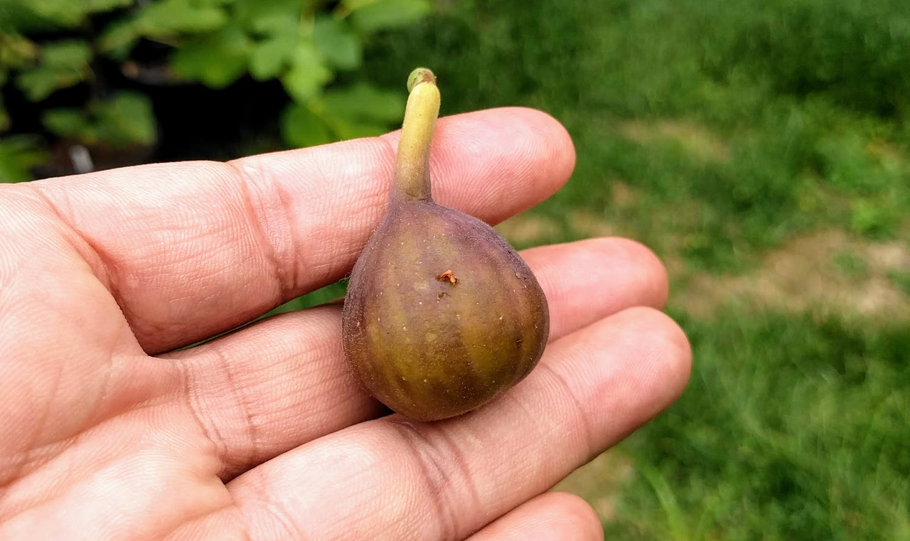 Easton Find 09-09-19 C