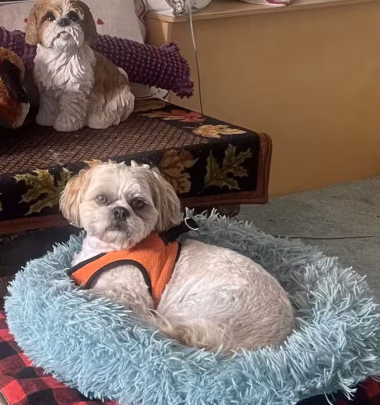 B667A1D4-4D6B-4C43-AB35-F412A4CA0E6B_1_201_a