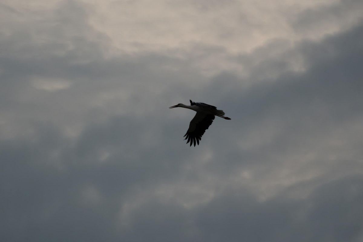 DSCF8754-Verbessert-RR