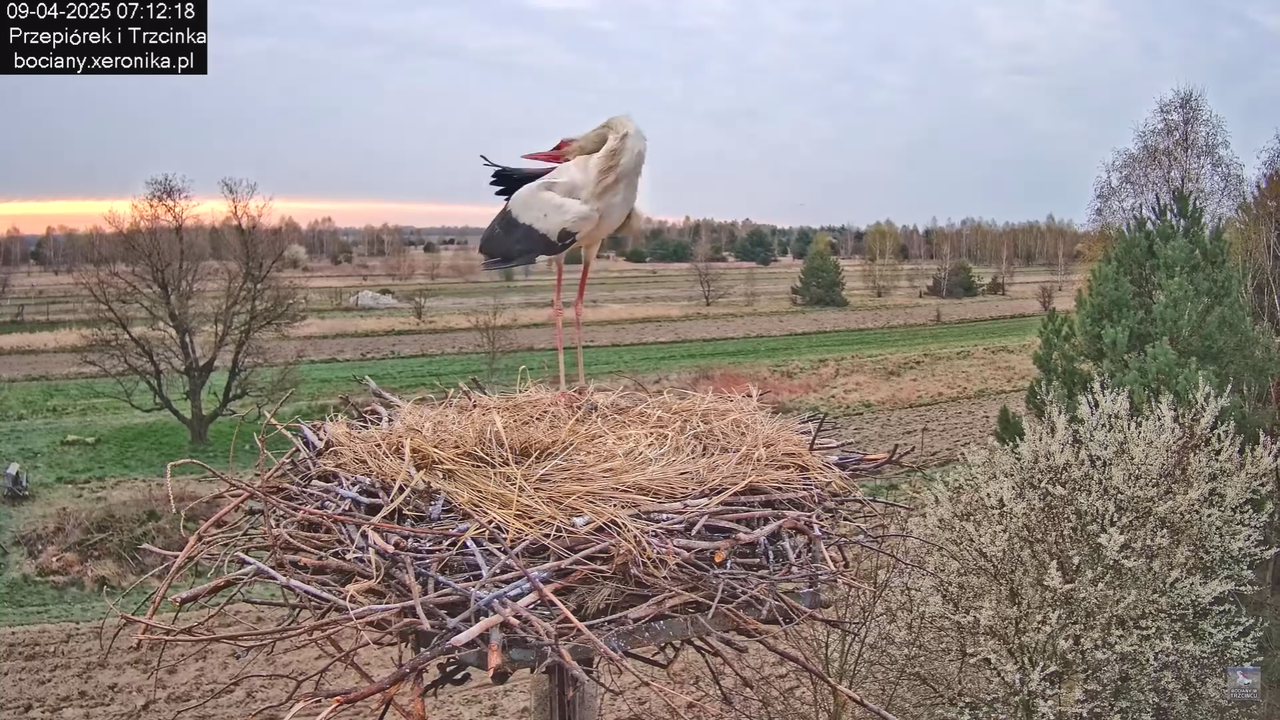 09042025bociany_0