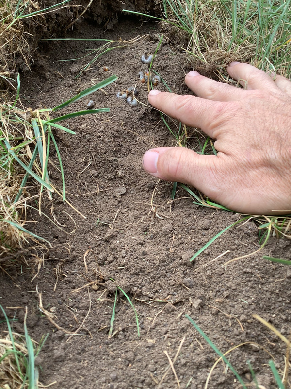 Thin roots - grubs & ants? | Lawn Care Forum